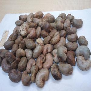 Bulk Fresh Quality Raw Cashew Nut Import Buyers