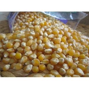 Dry  Maize /Dried  Yellow   Corn /Dried Sweet  Corn  Best  Price  Competitive  Price 
