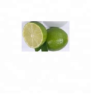 Fresh Green  Lime   Seedless  and  SEEDLESS   LIME ,PERSIAN  LIME  from South Africa