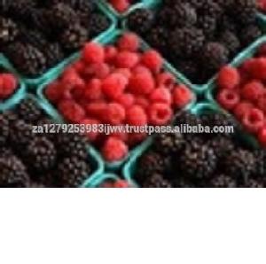 Fresh Strawberry, Frozen Strawberry, Berries Fresh Berries Fruits from South Africa