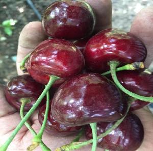 Fresh Cherry Fruit from South Africa