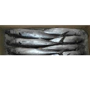 Frozen Spanish Mackerel ,blue spot spanish mackerel ,spanish mackerel WR + Spanish mackerel Fillets