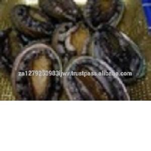 Frozen seafood wholesale abalone with shell,Dried Ablone