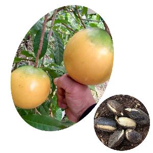 Top Quality  Exotic Rare Tropical  Fruit Tree High Germination Rate Abiu Seeds
