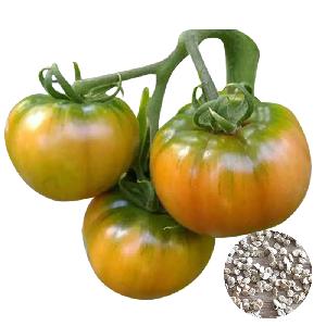 2020 fresh tomato seeds for Peru Pink Fruit Tomato Sold seeds in bulk