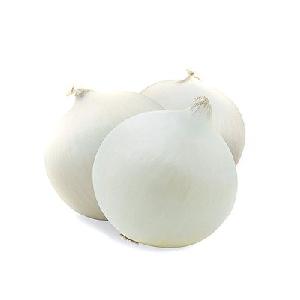 New Wholesale guarantee germination  vegetable   hybrid  high yield white onion  seeds 
