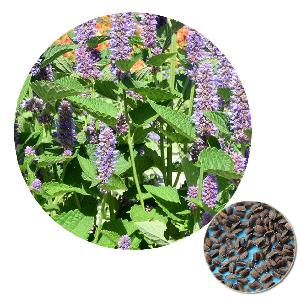 Bulk order Ornamental Flower Blue Licorice Chinese Agastache rugosa  Korean  Mint Seed for Garden/Home
