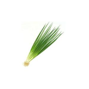 New 2020 hot sell Hybrid vegetables seeds for Resistance Scallion Seeds Green Chinese Onion seed Chinese chives seeds