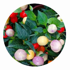 Top Quality Wholesale Colorful Millet Pepper Seeds for Growing
