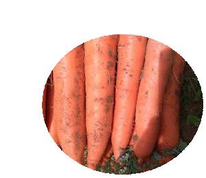 Hot sell orange peel and flesh hybrid vegetable seeds Ginseng King Carrot seeds for farming