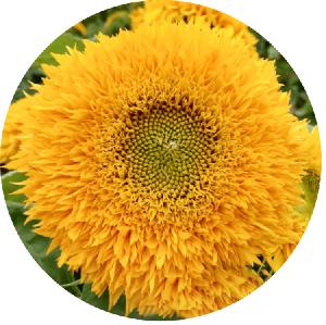 2020 hot sale  cut  flower  seeds  yellow Color teddy bear sunflower seeds