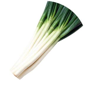 2020 Hot sale high quality  Hybrid   vegetable s  seeds  for Resistance Scallion  Seeds  Green Chinese Onion