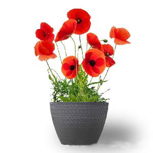 Popular Products Big Red Poppy Flower Seeds Papaver Rhoeas  Seeds