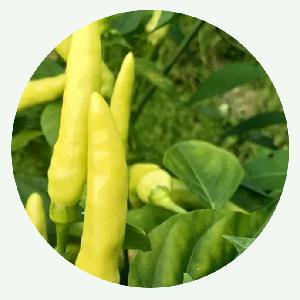 Best Price High Quality Chinese Vegetable Seeds Millet Pepper Seeds