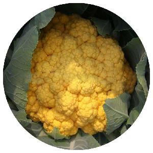 2020 Hot sale high quality Hybrid vegetables seeds for Golden cauliflower