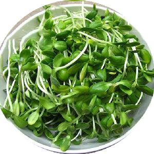 wholesale high quality micro greens vegetables seeds for oil sunflower