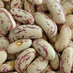 Long shape Light Speckled kidney Beans