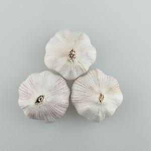 Chinese Normal White Fresh Garlic in 10kg mesh bag Packing