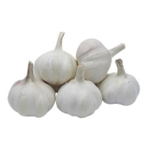 Fresh Pure white garlic Normal white garlic supplier in China