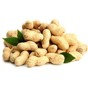 supply roasted and salted peanuts