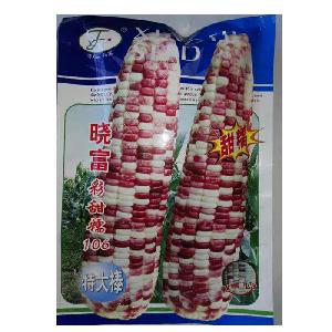 Good quality yellow maize corn seeds for planting with good package from seeds factory 500gram/bags