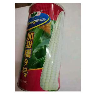 Touchhealthy supply hybrid f1 sweet yellow corn seeds for planting 500gram/bags
