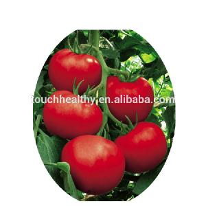 Stock quality chinese  vegetable  seed/f1  hybrid  tomato  seeds  THS366 WITH 1000  seeds /Bag
