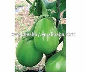 Stock quality vegetable seeds/hybrid eggplant seeds THS126 WITH 10 gram seeds/Bag