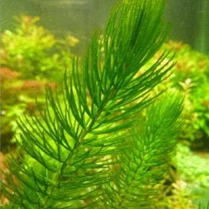 New batch Touchhealthy Supply hornwort seeds Ceratophyllum demersum ...