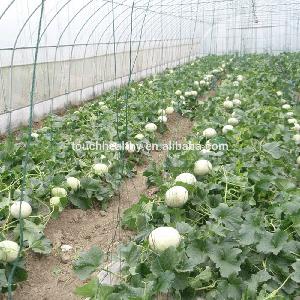Touchhealthy supply 100% Natural sweet melon seed/hybrid melon seeds with best quality