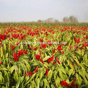 Touchhealthy supply high yield red chilli hybrid pepper seed, hot pepper seeds for planting 10gram/bags