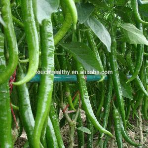 Touchhealthy supply Hot Pepper Seeds, hybrid vegetable seed 10gram/bags