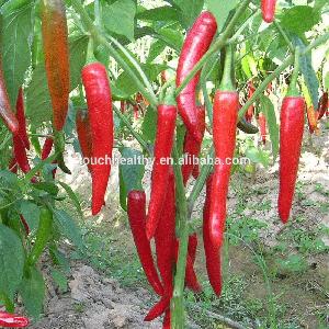 Touchhealthy Supply chilli pepper seeds, hot sale good quality vegetable seed for planting