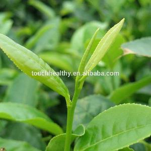Touchhealthy supply tea plant seeds/Tea Tree seeds/tea seeds