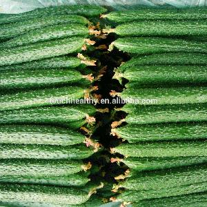 Touchhealthy supply F1 hybrid cucumber seeds, hybrid vegetable seeds for planting 20gram/bags