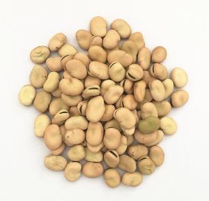 High Quality Dried Broad Beans, Fava Beans, Vicia Faba
