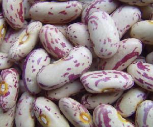 Light Speckled Kidney Beans, Long Shape