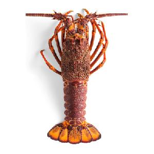 LIVE Rock Lobster-Canadian / Live Maine Lobster