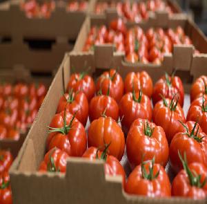 Fresh Tomato , Fresh Indian Tomatoes