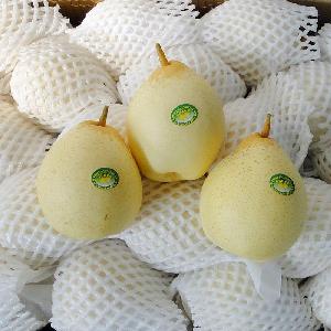 Fresh  juicy   pear s wholesale sale fresh fruit