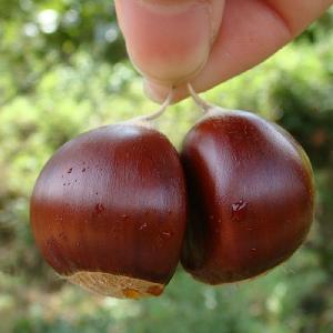 Wholesale Raw  Sweet   Fresh   Chestnut  for sale