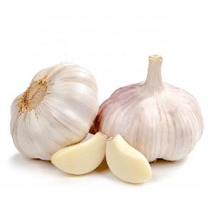China Natural White Garlic Wholesale Price 10kg  Carton   Size  5.5cm