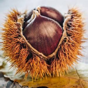 China Factory Direct Supplier Good Quality Chinese Raw Fresh Chestnuts