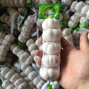 China Supply Wholesale 5kg 10kg 15kg Carton Chinese normal White Fresh Garlic