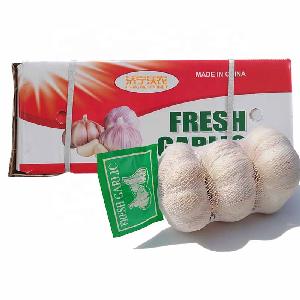 Cool Store Materials White Garlic 4.5/5.0/5.5cm Size Prices No Sprout