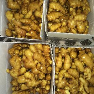 fresh ginger buyer dried ginger China ginger supplier