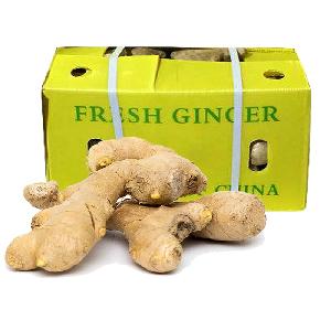 Chinese mature importer of fresh vegetables air dried ginger in uk
