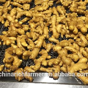 chinese fresh ginger price of fresh ginger