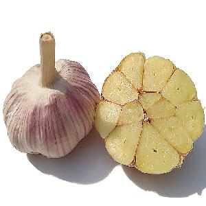 Fresh Garlic Price for Importers in Singapore