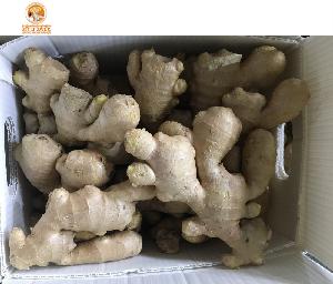 Wholesale Price Air Dried Ginger To Russia